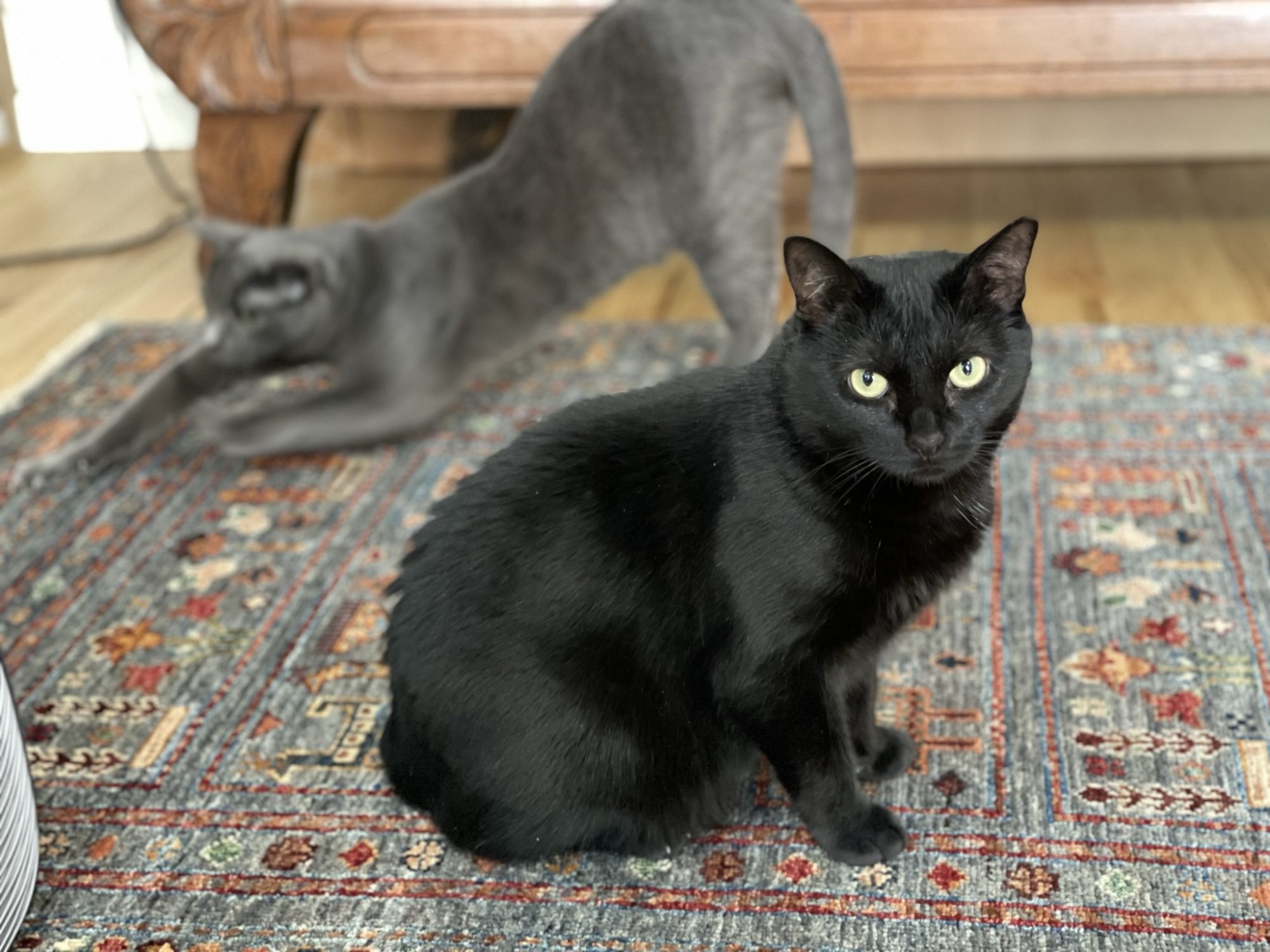 猫たちの2022年2月22日／近藤聡乃