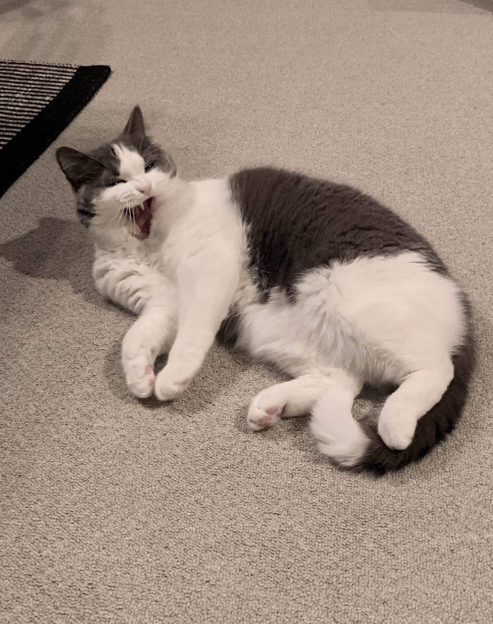 猫の日だろうが、雨が降ろうが、槍が降ろうが／小谷実由