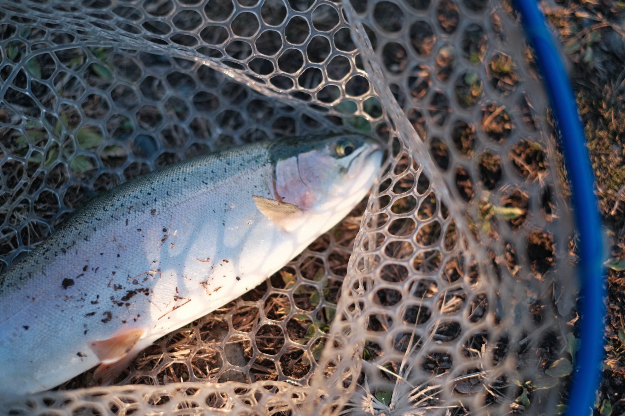 絶対初心者のニジマス釣り／武田俊