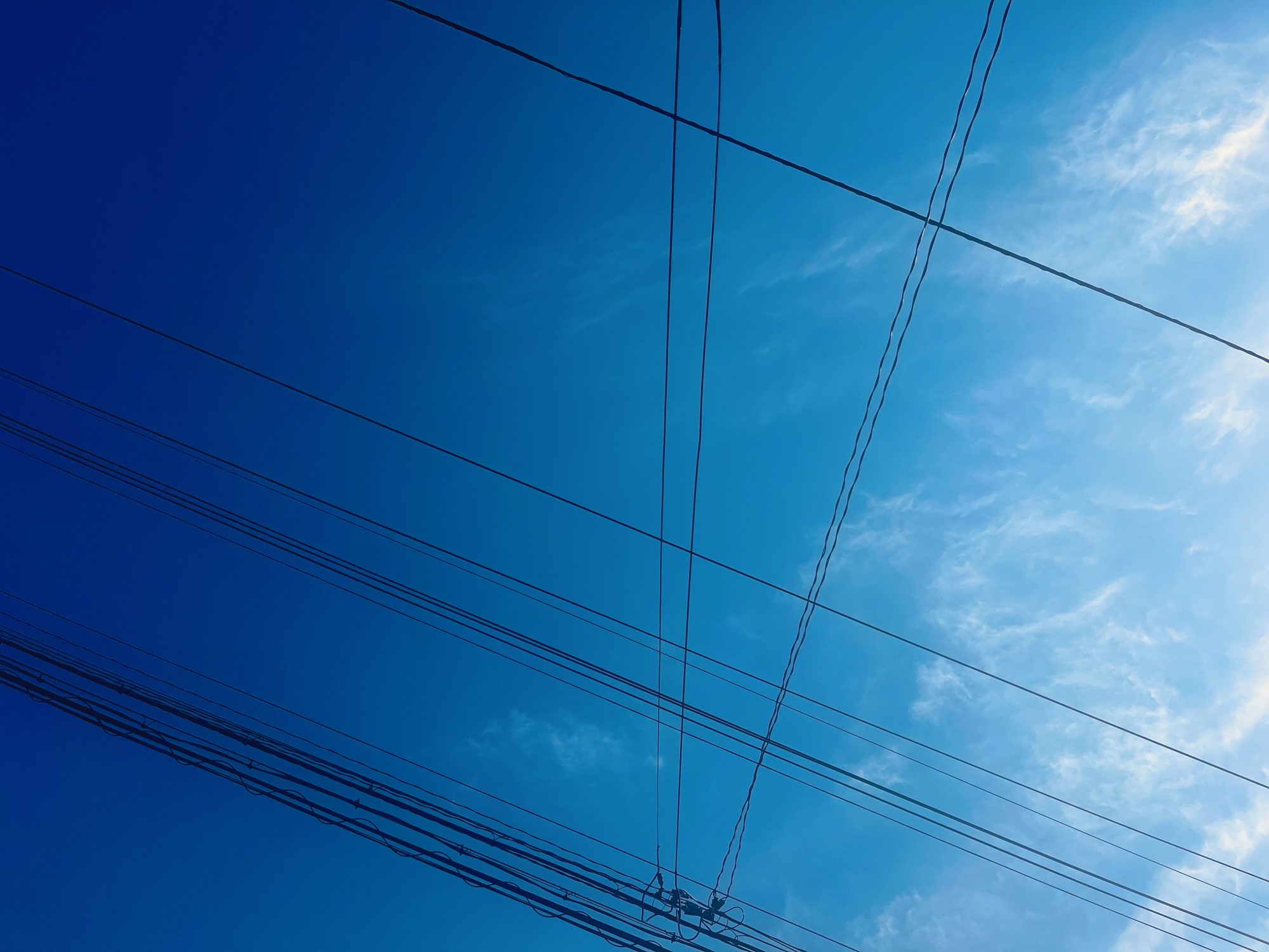 ぶり大根と猫たち、そして目を閉じなかった私たち／鴻巣麻里香