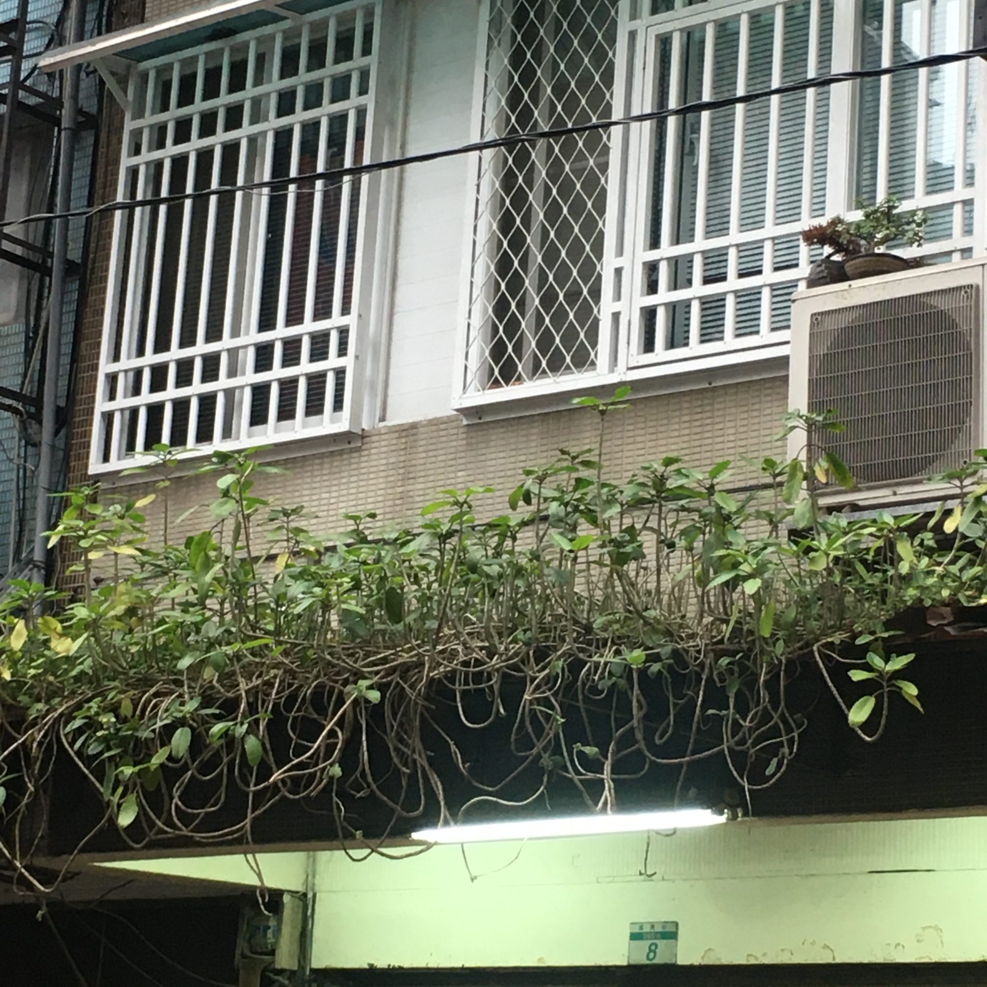 雨に唄えば／スナネコのアカチャンと燈里