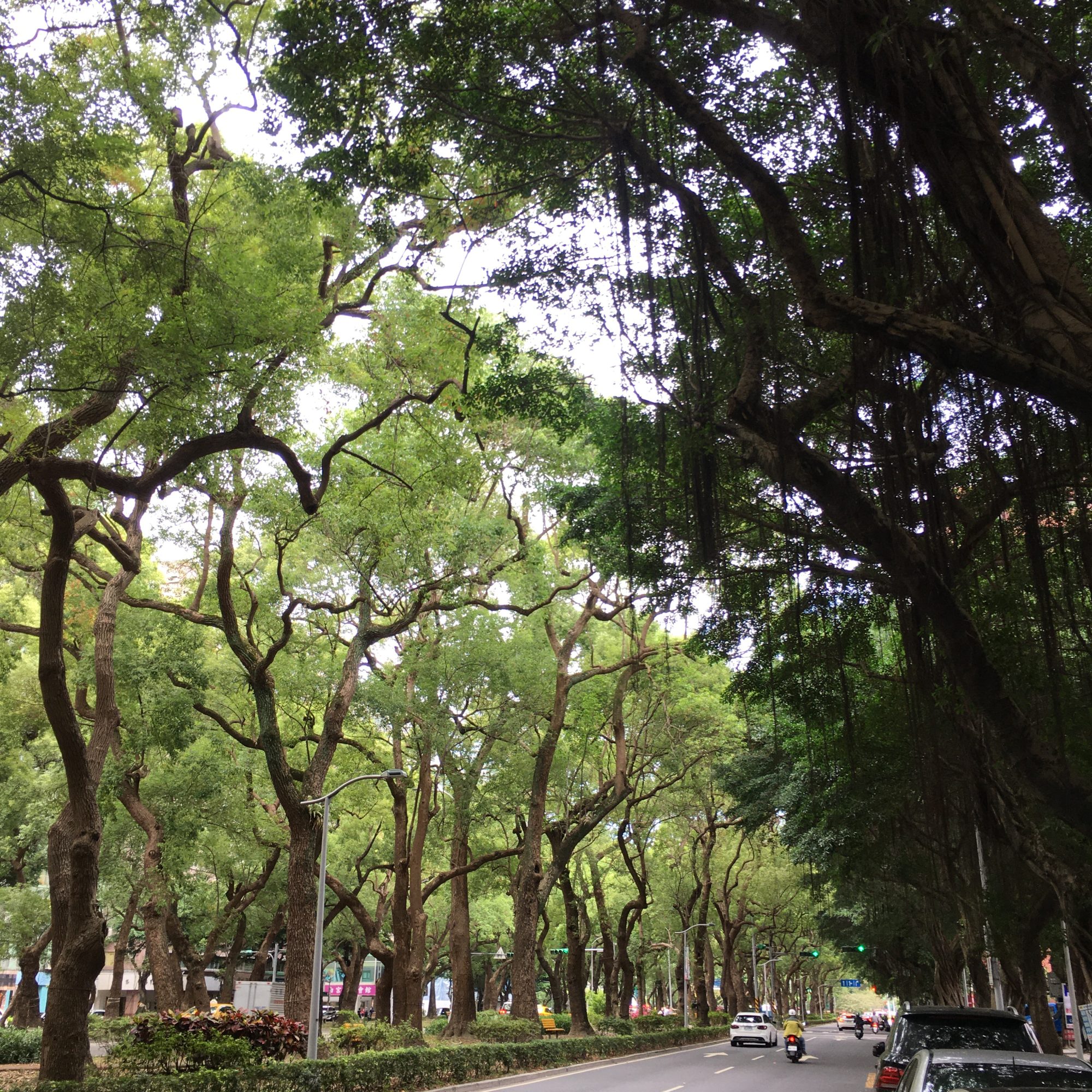 雨に唄えば／スナネコのアカチャンと燈里
