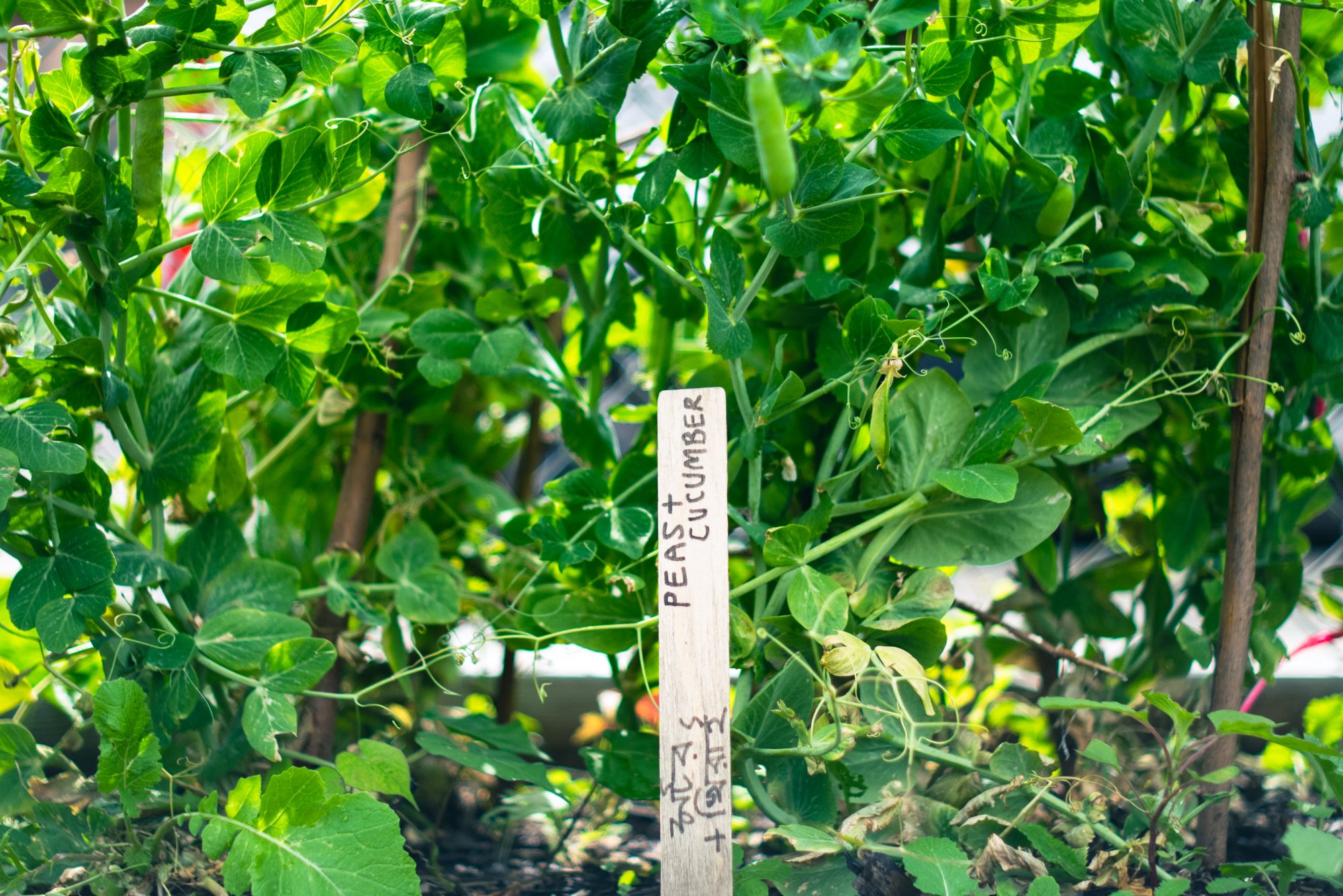 シャドーフェミニズムズ講座とコミュニティガーデン／遠藤麻衣