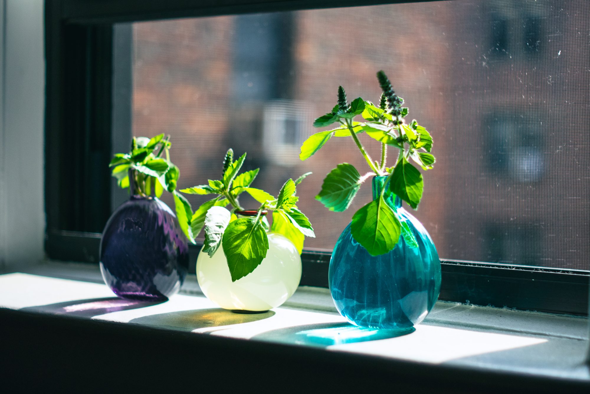 シャドーフェミニズムズ講座とコミュニティガーデン／遠藤麻衣