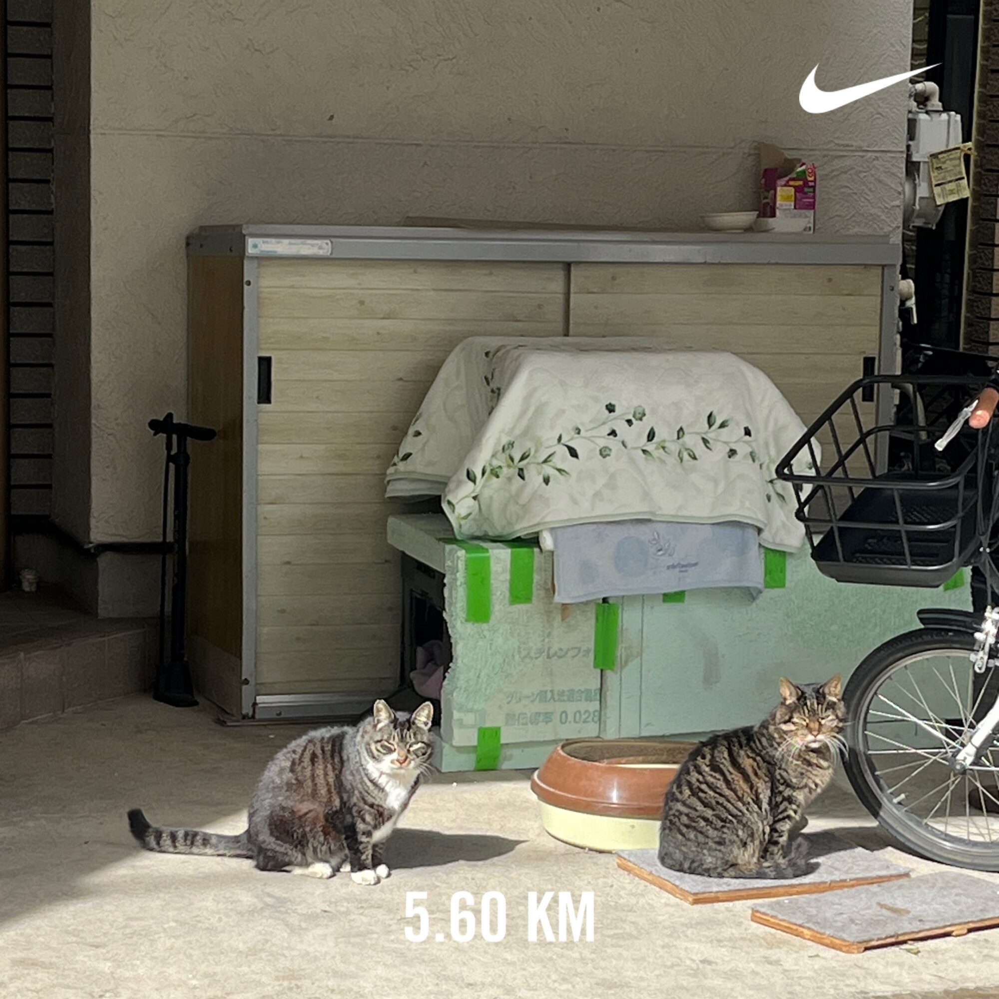 法務局へ、3匹の猫、zineを読む／宮崎希沙