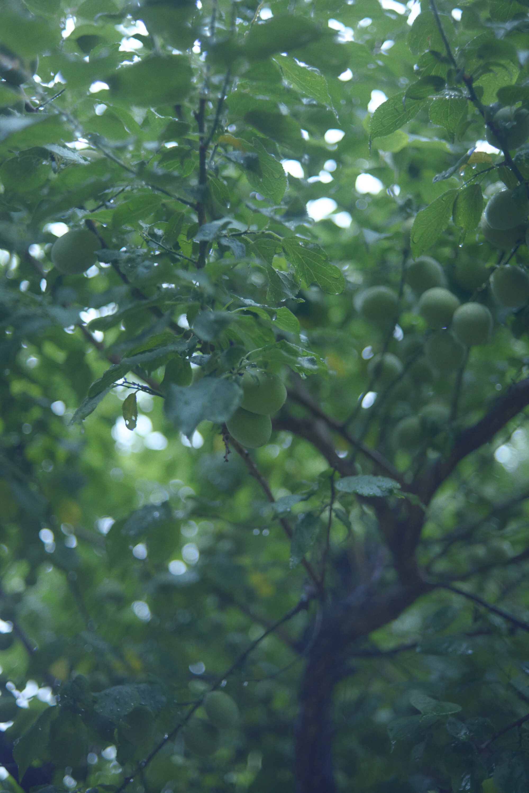 青葉市子×ミシェル・ザウナー 異なるわたしたちを音楽が包み込む。複雑な世界のなかで