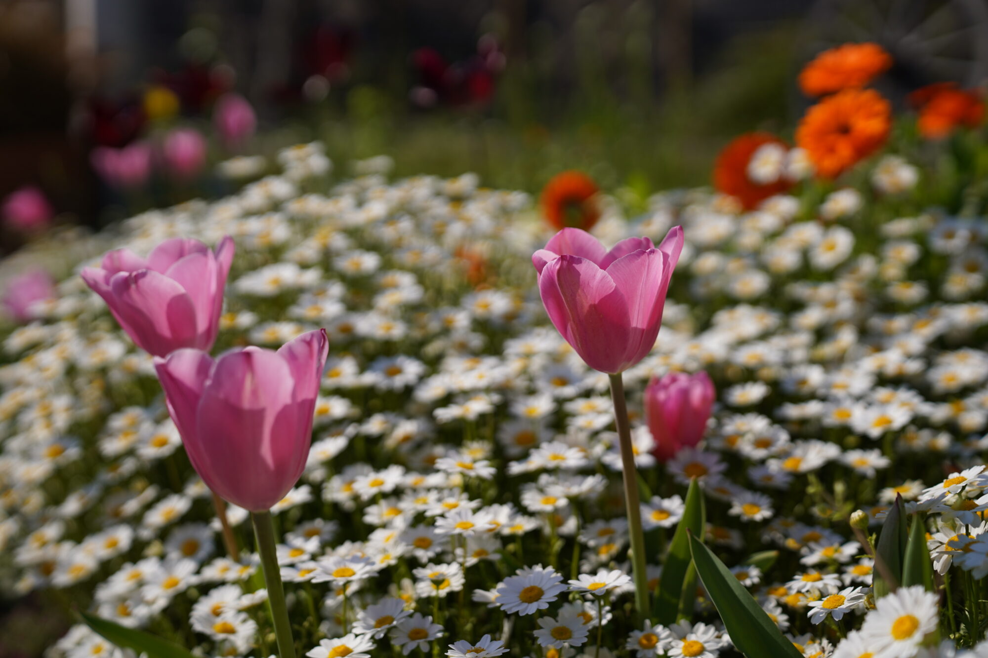 ルームメイトが子供時代を過ごした、時間を収納する家で。はらだ有彩の暮らし