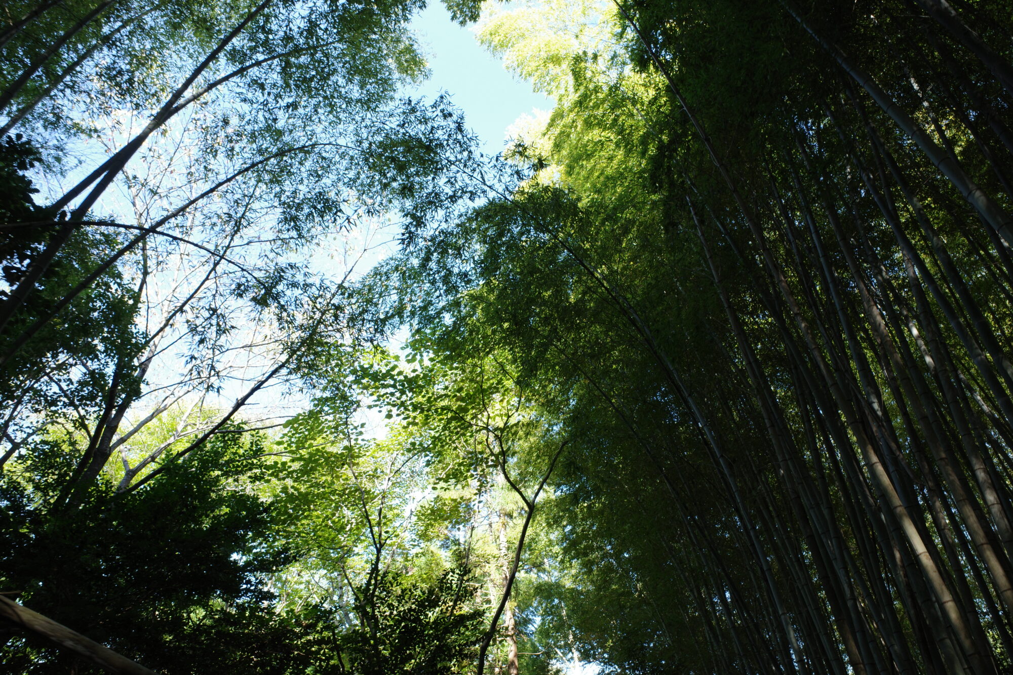 ルームメイトが子供時代を過ごした、時間を収納する家で。はらだ有彩の暮らし