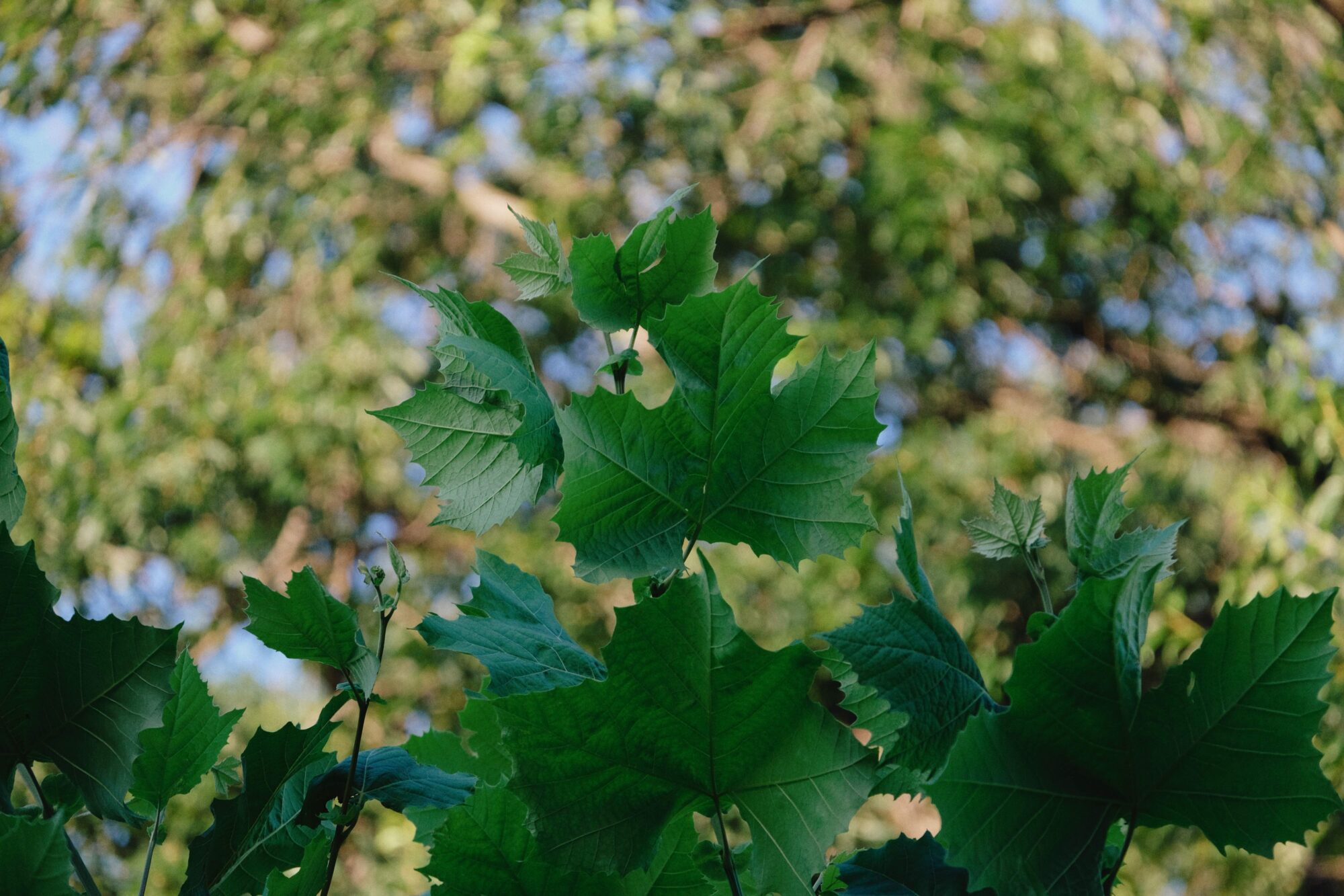 笑い飛ばせる未来を願う／スクリプカリウ落合安奈