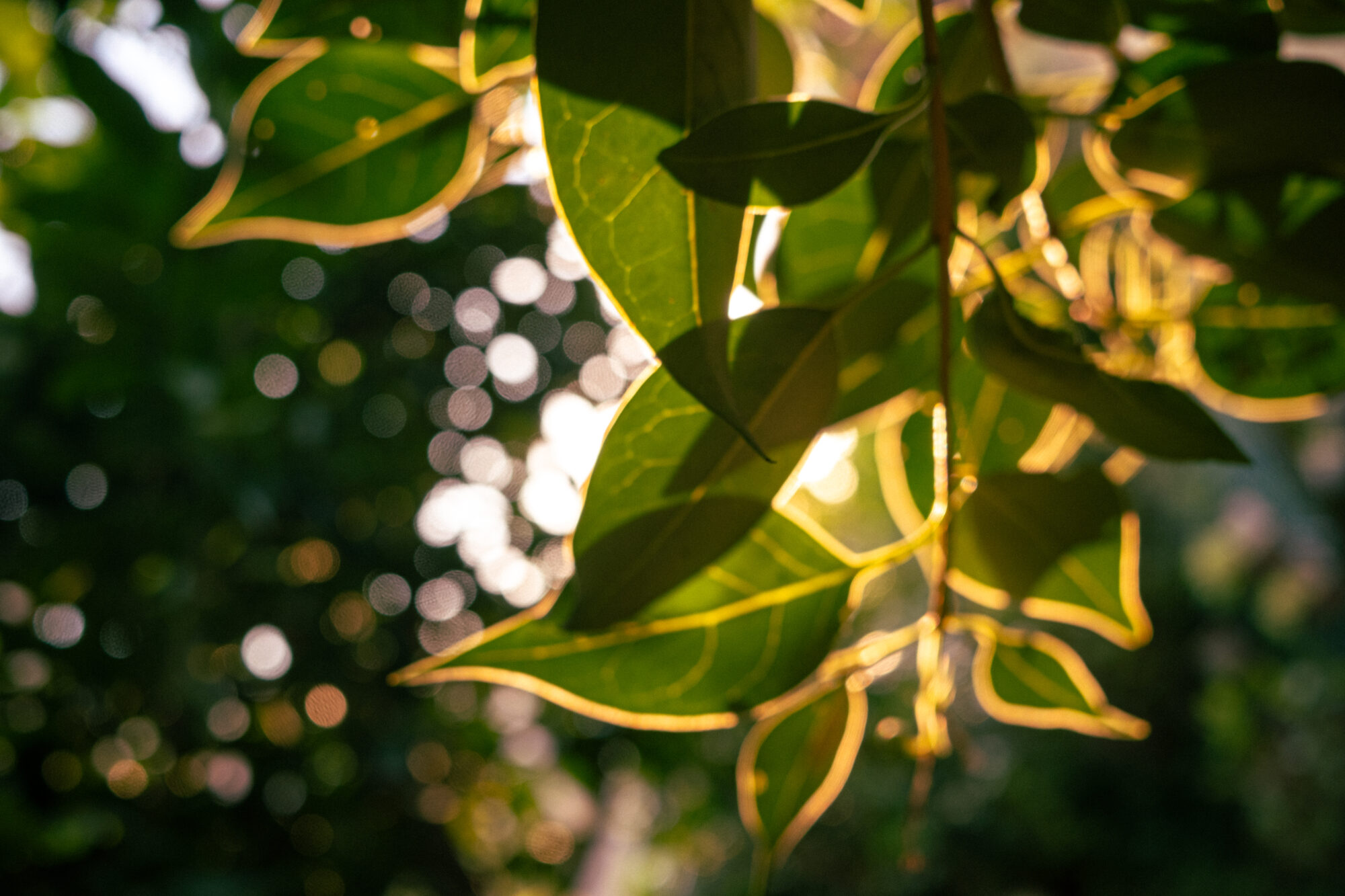 だいじな呼び名／葉山莉子